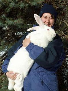 foto de conejo gigante belga 