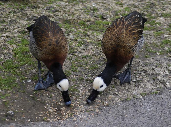 que un pato se alimenta de