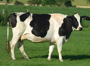 Raza de ganado Holstein