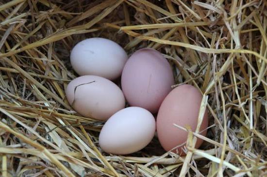 Gallinas ponedoras: lactando y alimentando