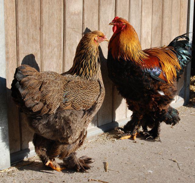 Descripción de Chickens Brahma Partridge