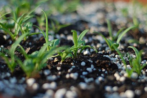 por qué granular fertilizantes minerales