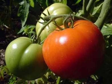 tomates abiertos