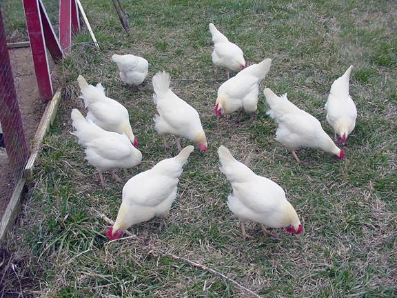 razas de gallinas ponedoras de huevos 