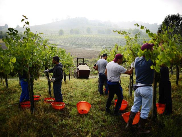 Agricultura en Italia - características y detalles