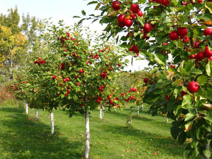 Tierra agrícola: concepto, composición, uso