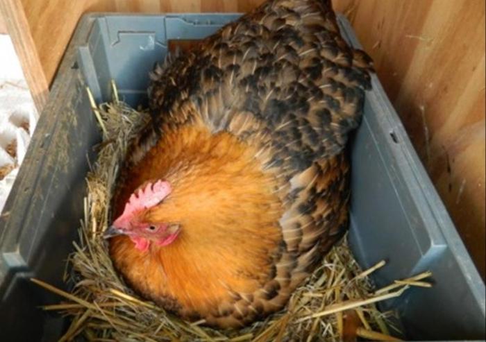 ¿Cuántas gallinas se sientan en un huevo y qué debe hacer un hombre de corral cuando un manojo se sienta en los huevos?