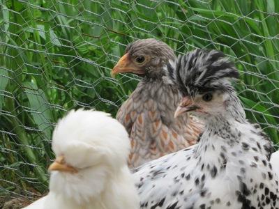 Colocación de gallinas en cabañas