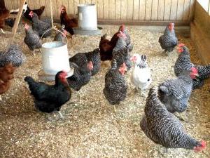 Venta de gallinas ponedoras