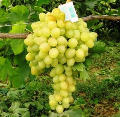 Descripción de variedades de variedad de uvas Arcadia