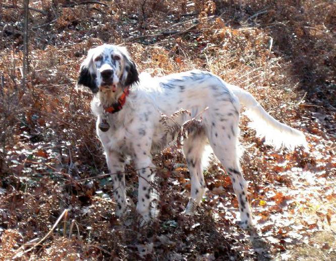 perro inglés setter