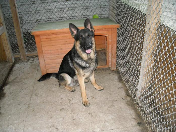 casa de perro para un pastor alemán 