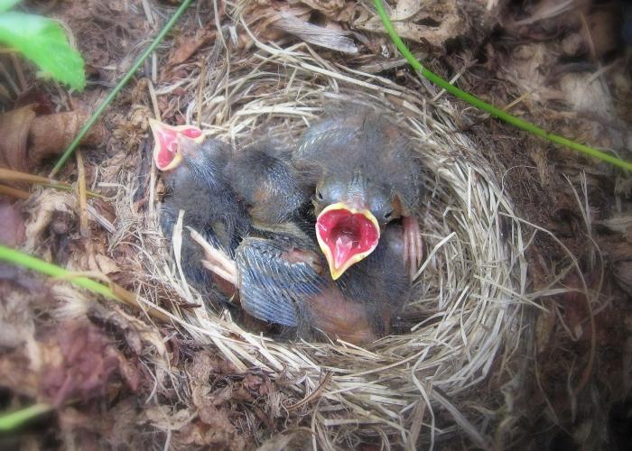 cómo criar un lobo de pollo