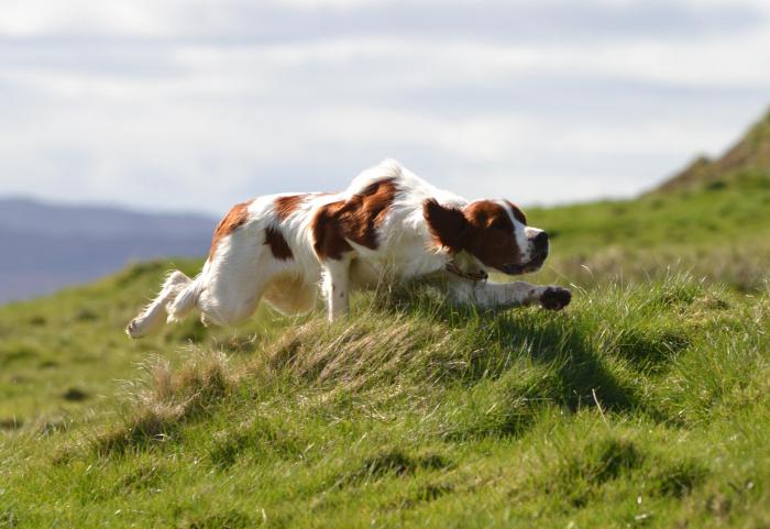 Irish Setter: foto y descripción de la raza