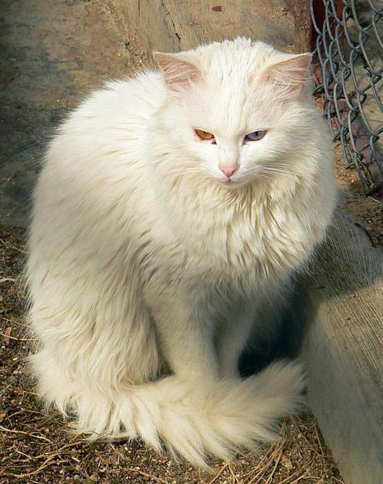 gatos con hocico extendido y orejas grandes angora turca