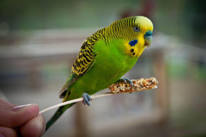 Muñeca en loros ondulados. Enfermedad o un proceso natural?