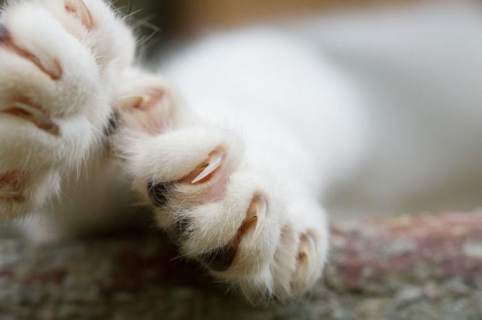 cebos en las garras de un gato