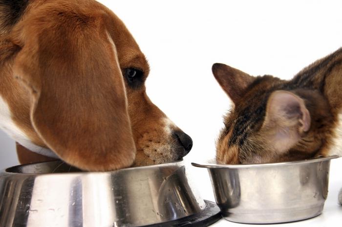 Ya sea para alimentar al gato con comida seca