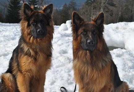 Perro pastor alemán de pelo largo