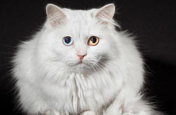 ¿Por qué nacen los gatos con diferentes ojos?
