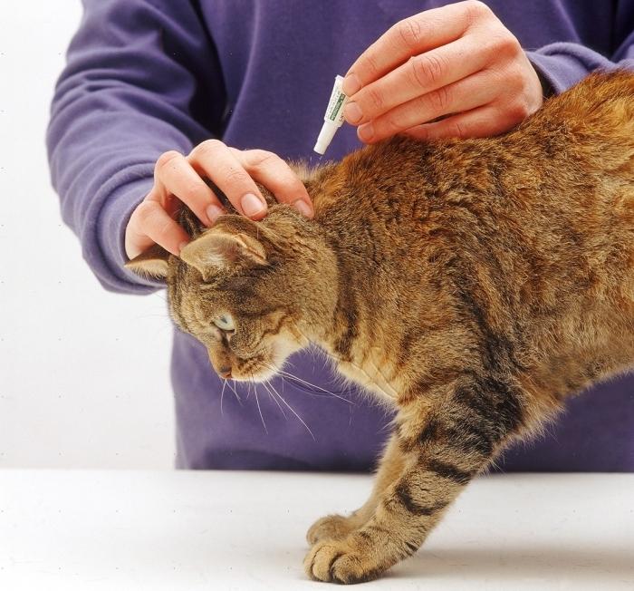 ¿Es cierto que las pulgas se transmiten a los humanos en los gatos?