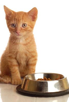 Elegir el alimento correcto para un gato es la garantía de la salud de la mascota.