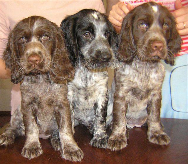  Russian Spaniel Cuidado apropiado para la raza de perro