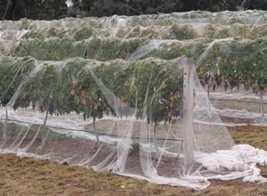 Rejillas de pájaros - protección del jardín