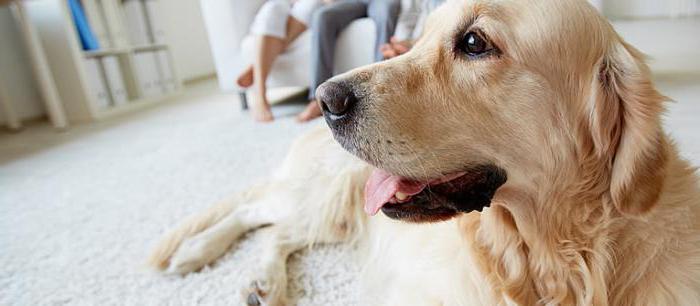 Snot en un perro: síntomas, características de tratamiento y recomendaciones de profesionales