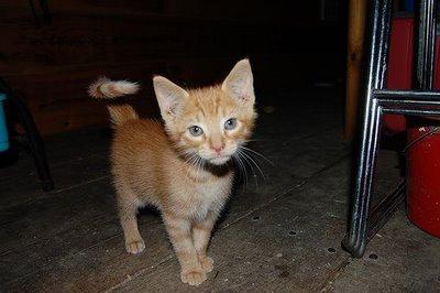 cómo distinguir un gatito de un niño de una niña