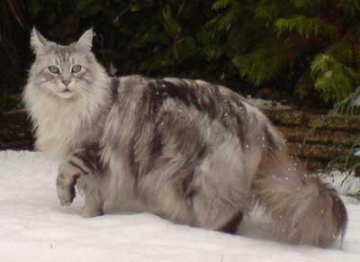 Gatos majestuosos y graciosos: la raza Maine Coon