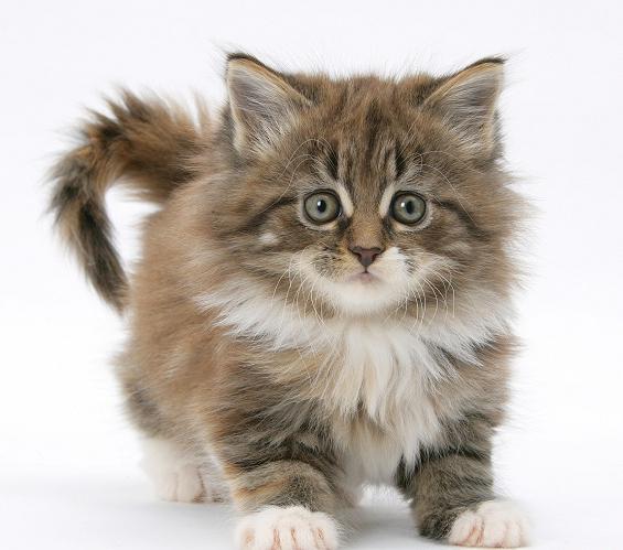 Peso del Maine Coon por meses