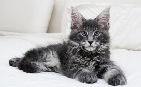 Raza Maine Coon