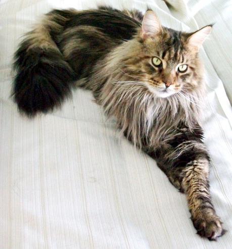 Raza Maine Coon