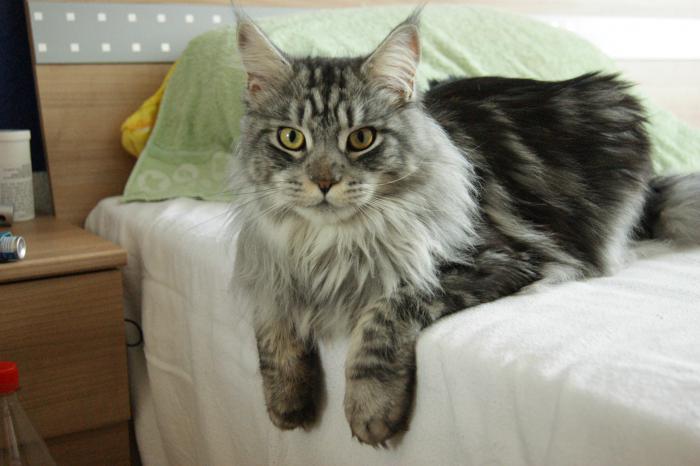 precio de Maine Coon