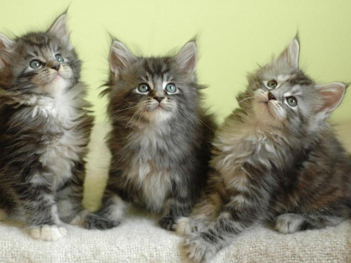 peso de los gatitos de Maine Coon