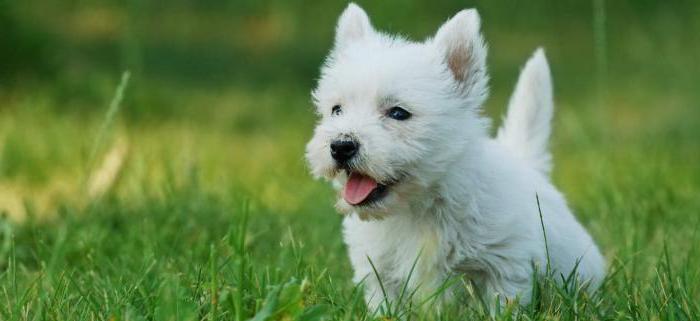 West Highland White Terrier - raza del perro de la publicidad 