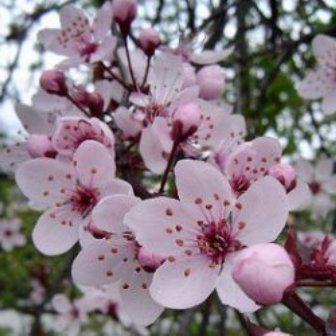 cereza ciruela imágenes