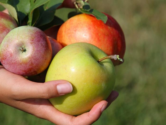 manzanas blancas manzanas