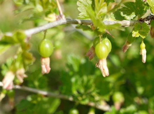 Grosellas azucareras bielorrusas, características de la variedad, reproducción, cuidado