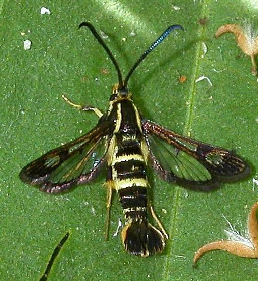 Grosella negra - enfermedades y plagas