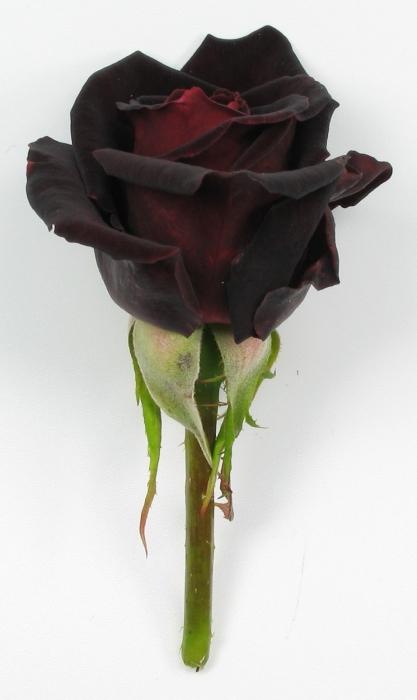 rosa negro