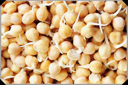 garbanzos germinados