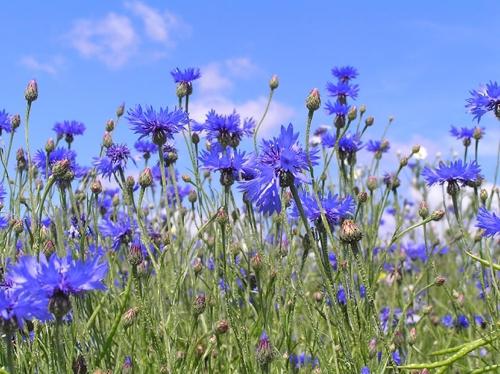 Flores cornflowers - hermosas, útiles y sin pretensiones