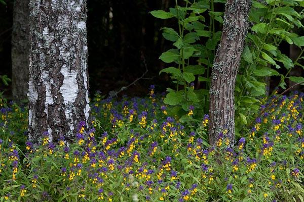 La flor de ivan-da-marya: plantas en nuestros bosques