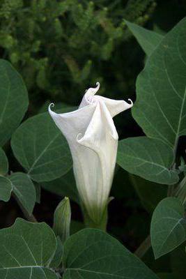 foto de flor de luna