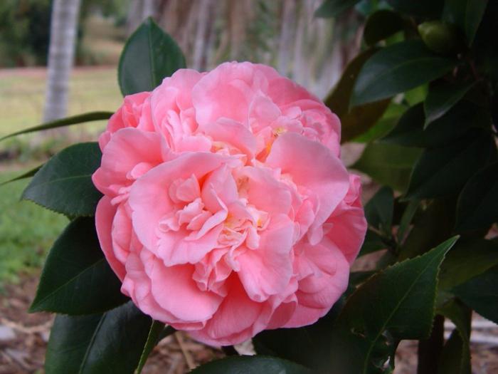 Una flor que se parece a una peonía. ¿Qué son las flores llamadas piones?