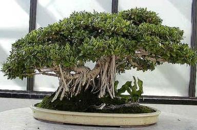 ficus casero de variedad