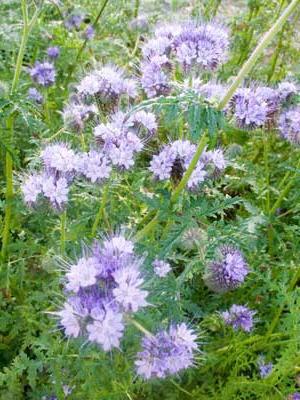 Phacelia - cultivo y cuidado