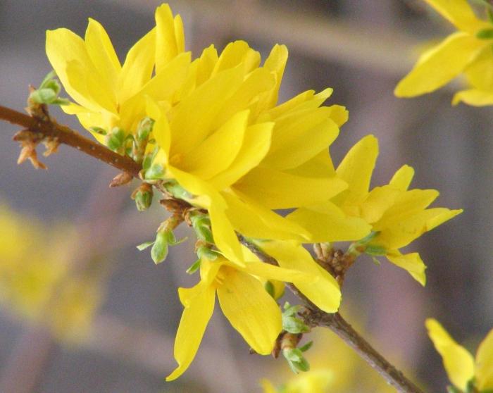 Forsythia: plantación y cuidado, crianza y reproducción